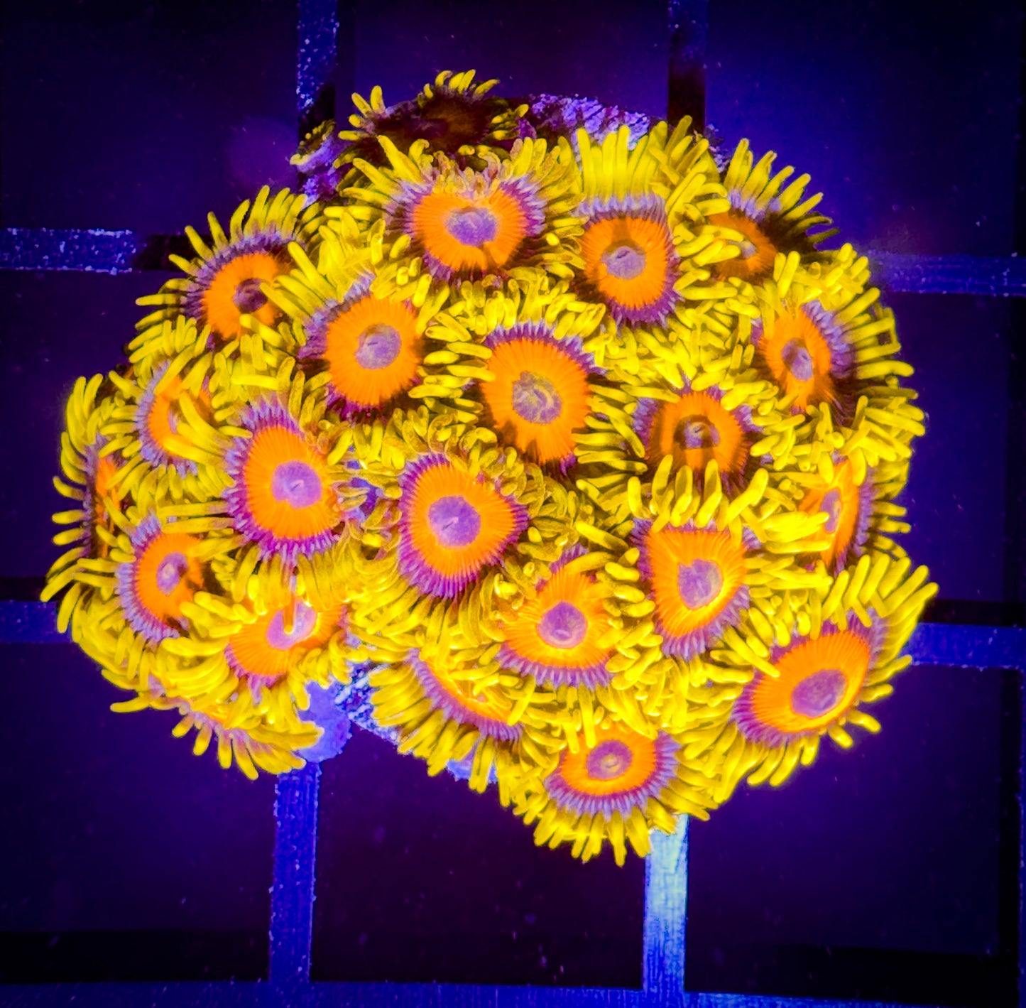 WYSIWYG Super Sunflower Zoanthids Mini Colony B