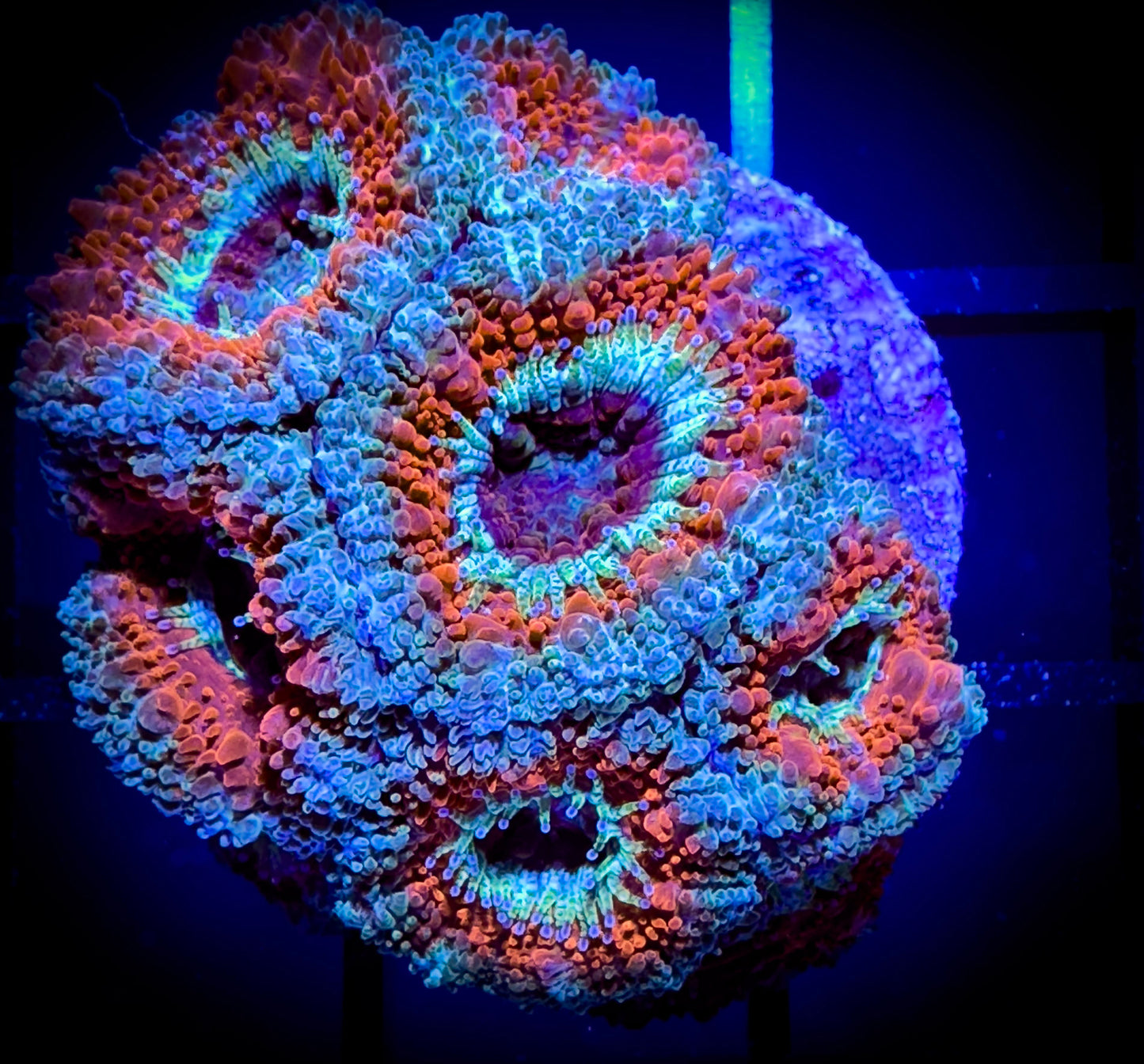 WYSIWYG Ultra Acan (Micromussa) Lord