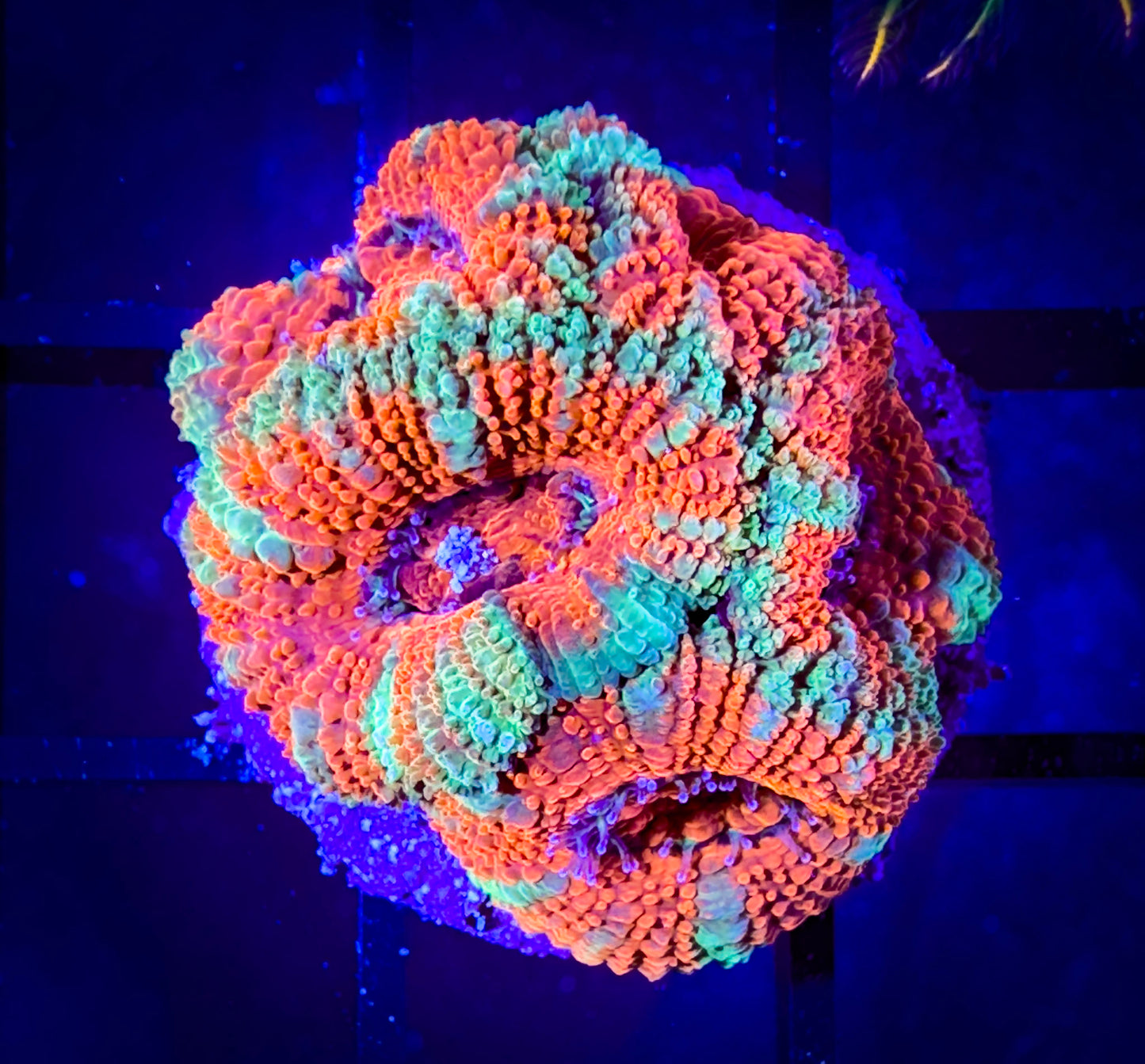 WYSIWYG Ultra Acan (Micromussa) Lord C