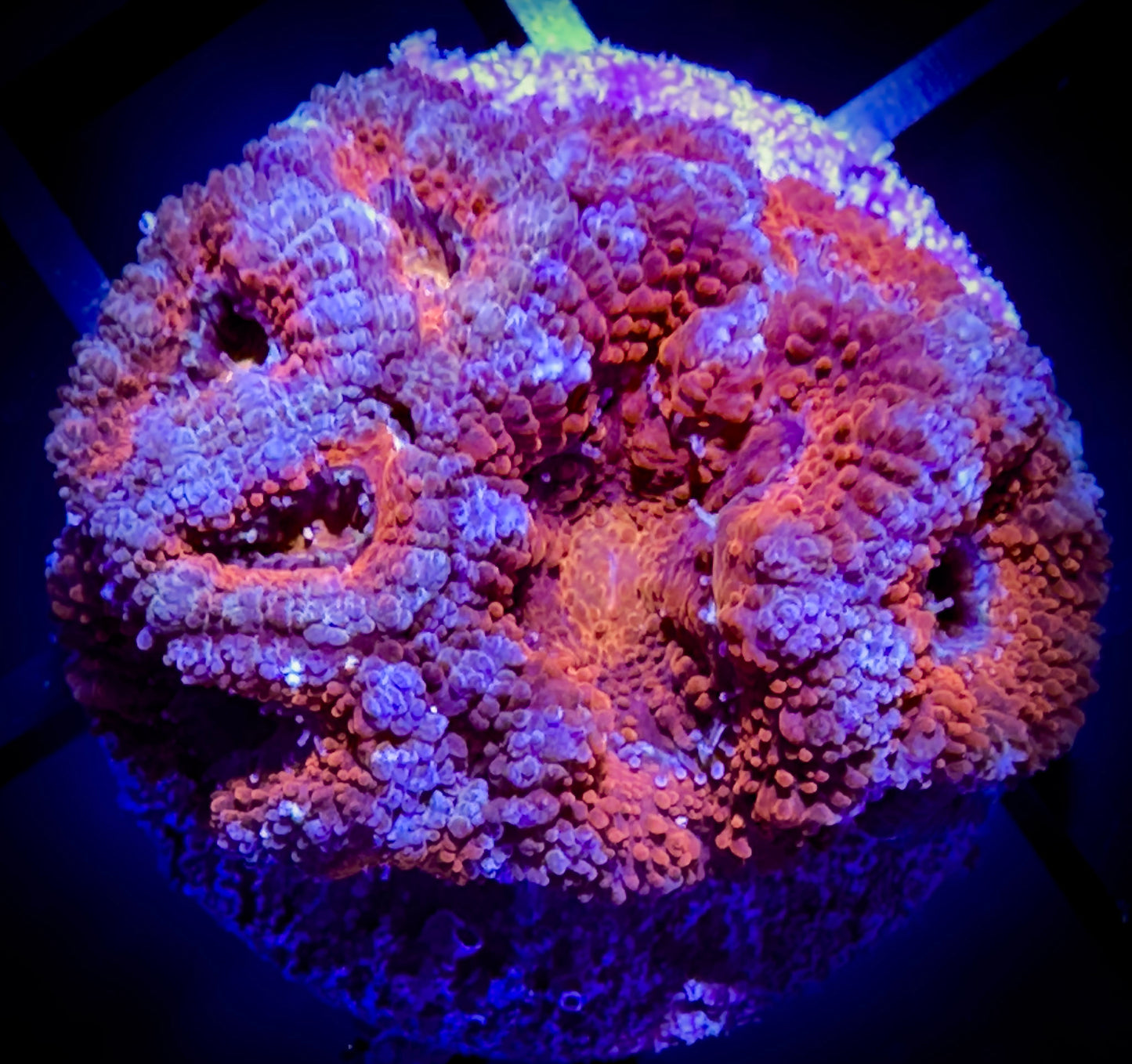 WYSIWYG Ultra Acan (Micromussa) Lord F 01C4
