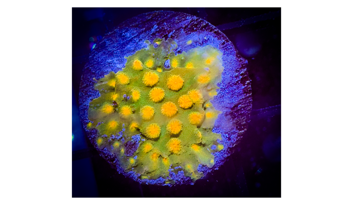 Acid Trip Cyphastrea