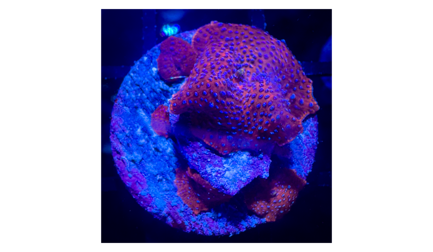 Superman Discosoma Mushroom