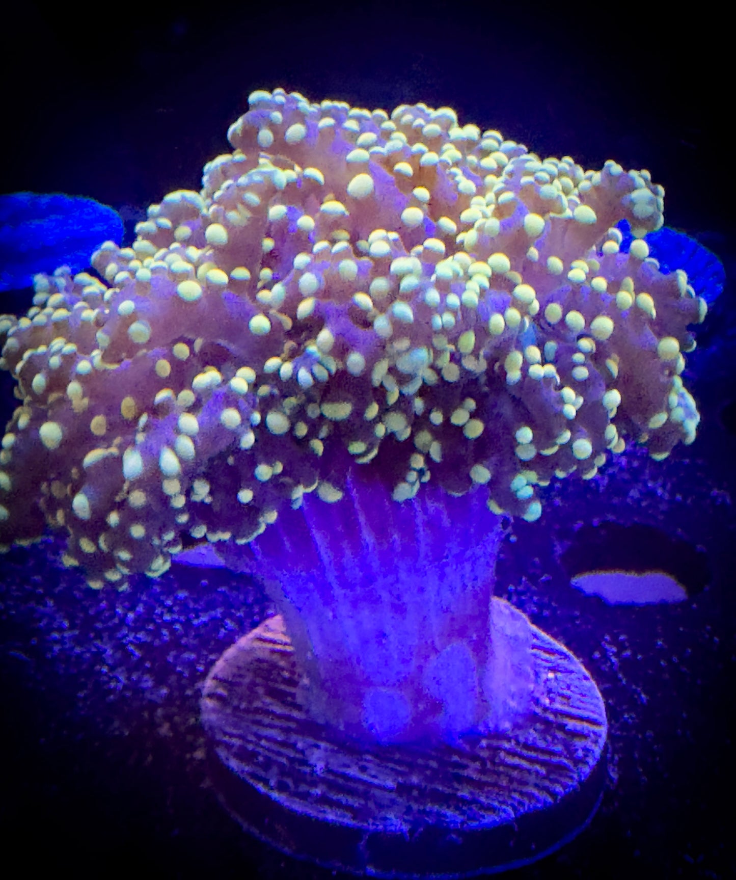 WYSIWYG Yellow Tip Octospawn