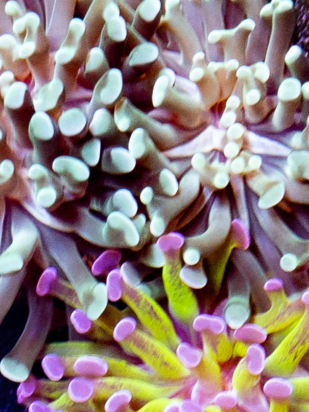 LPS – Goat Corals