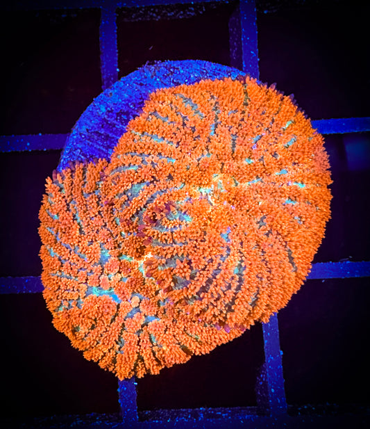 WYSIWYG Orange Rhodactis Mushroom 02A2