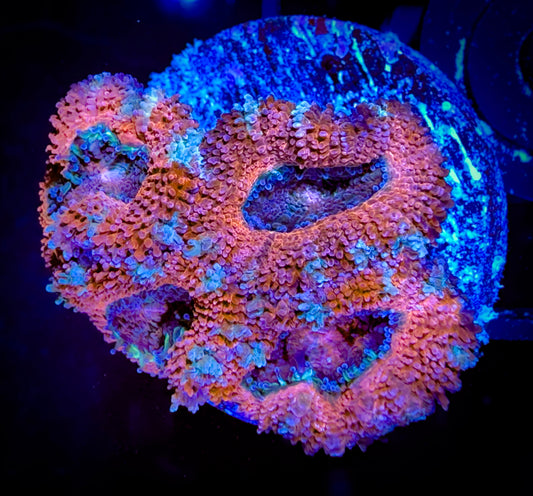 WYSIWYG Ultra Acan (Micromussa) 02B4