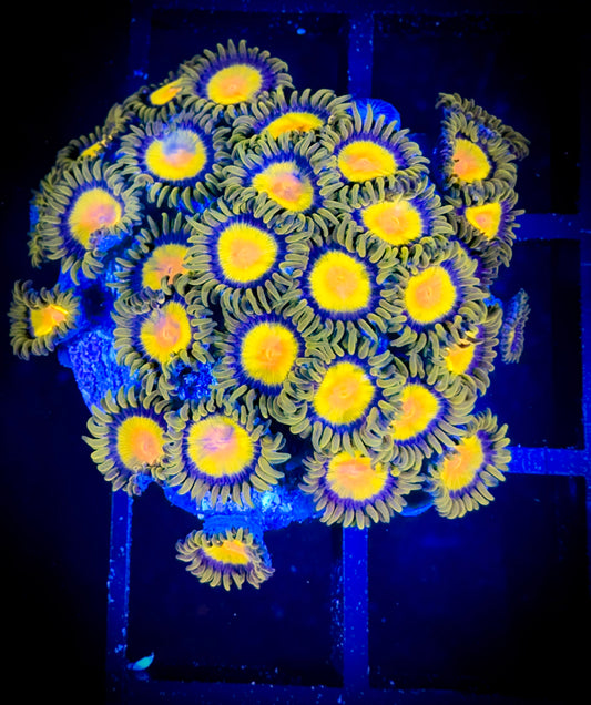 WYSIWYG CC Tutti Fruity Zoanthids Mini Colony 03B1