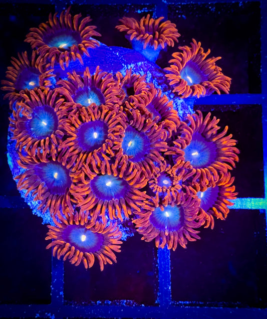 WYSIWYG OG CB Punk Rockers Zoanthids Mini Colony 02D2