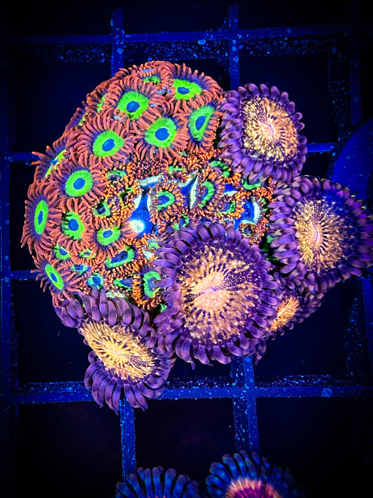 WYSIWYG Emeralds on Fire and WWC Pandora Zoanthids 02D2