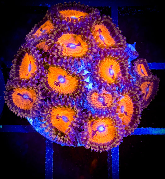 WYSIWYG WWC Bloodsuckers AKA Date Night Zoanthids Mini Colony 02D3