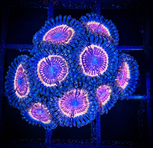 WYSIWYG CC Bloodsuckers Zoanthids Large Frag 02D3