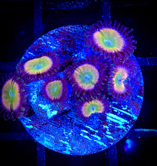 WYSIWYG Kung Fu Zoa Zoanthids 03D2