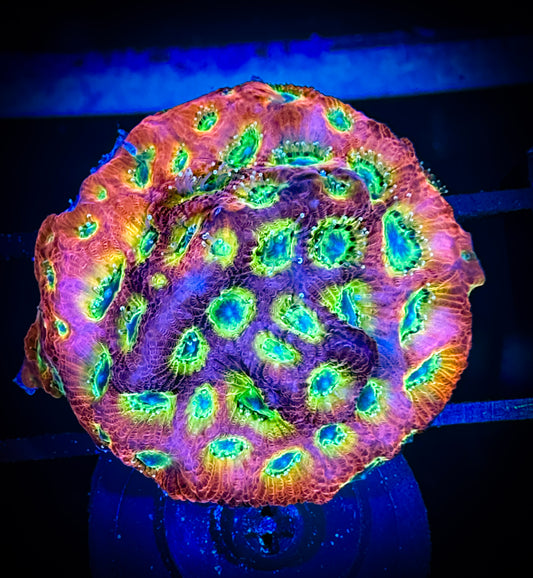WYSIWYG UC Flame Boy Favities Frag 02F3