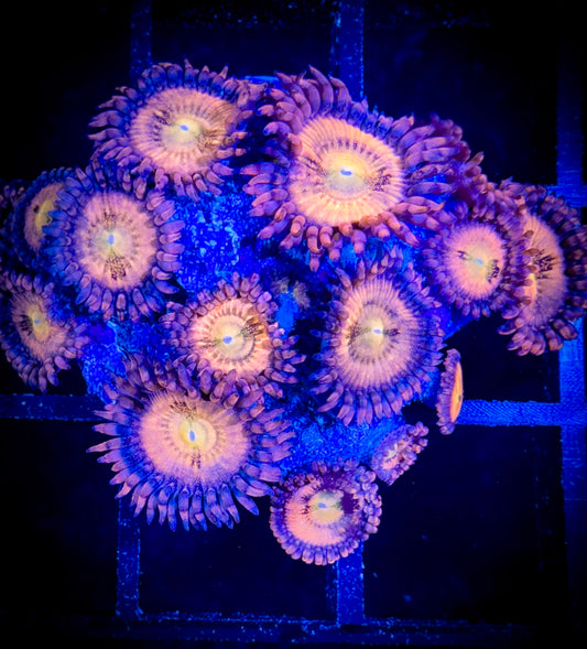 WYSIWYG JF Crybaby Zoanthids Large Frag 03F3