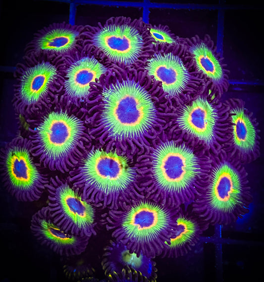 WYSIWYG Bob Marley Zoanthids Colony 03A2