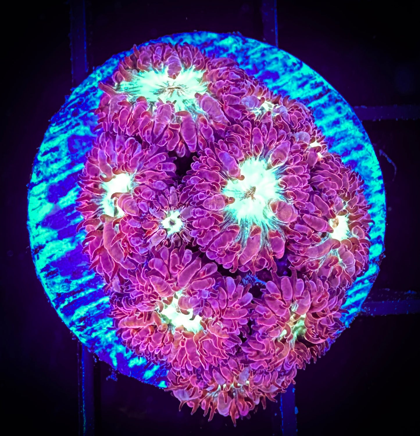 WYSIWYG Purple Blastomussa Merleti 03A2