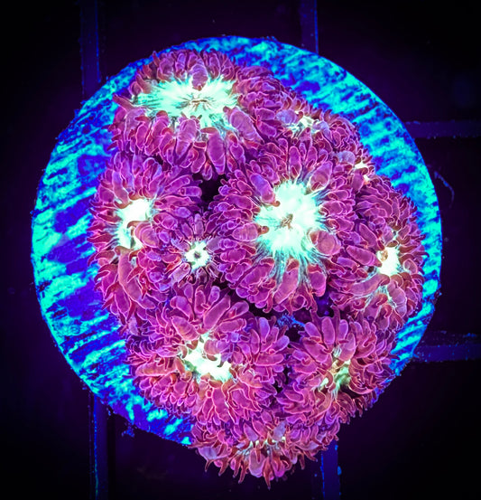 WYSIWYG Purple Blastomussa Merleti 03A2