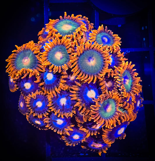 WYSIWYG CB Rockstars and Pinkeyes Zoanthids Combo 03A2