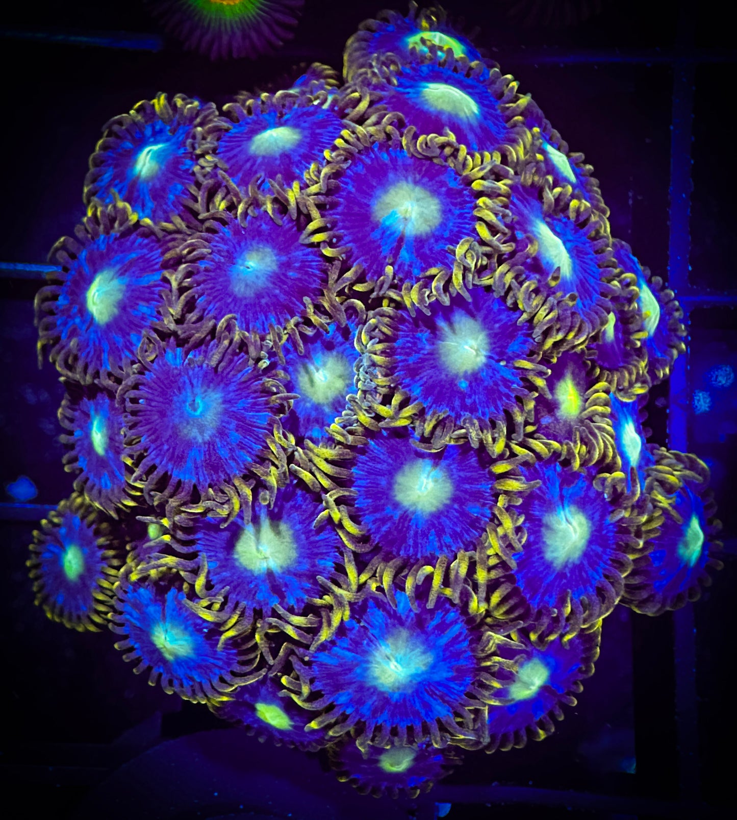 WYSIWYG Blue Horizons Zoanthids Colony 03A3