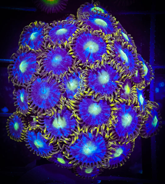 WYSIWYG Blue Horizons Zoanthids Colony 03A3