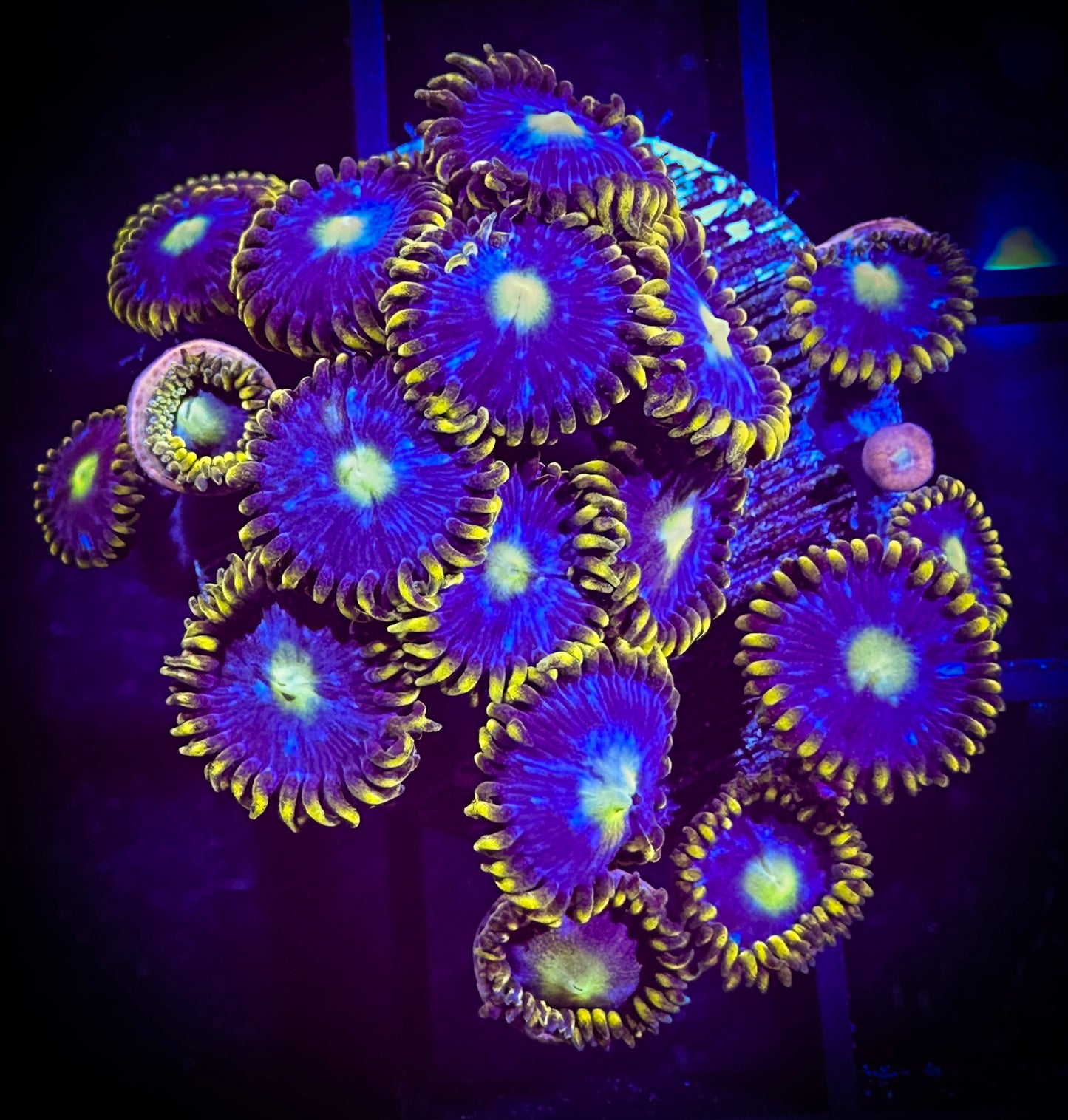 WYSIWYG Blue Horizons Zoanthids Colony 03A3