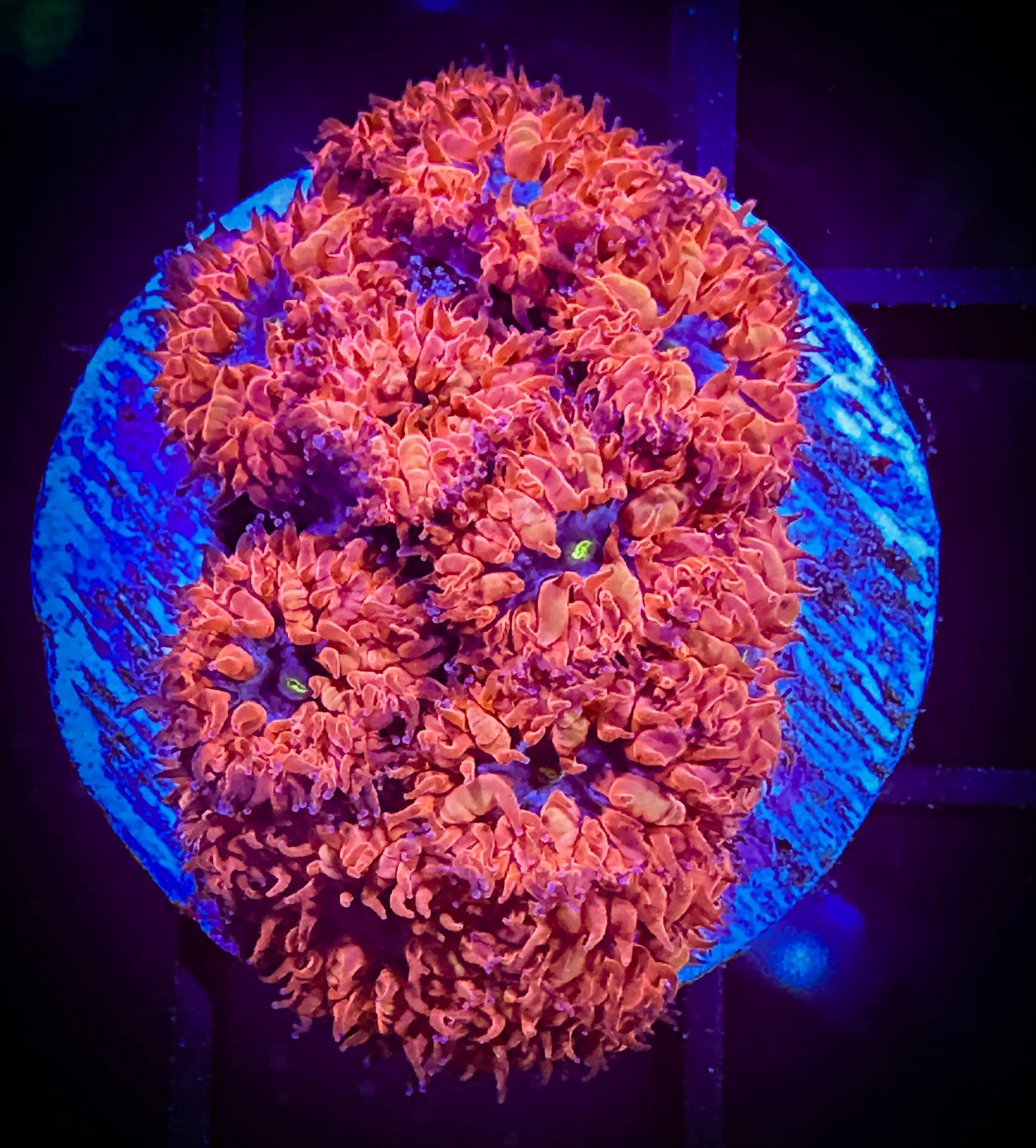 WYSIWYG Blue Raven Blastomussa Merleti 03A3