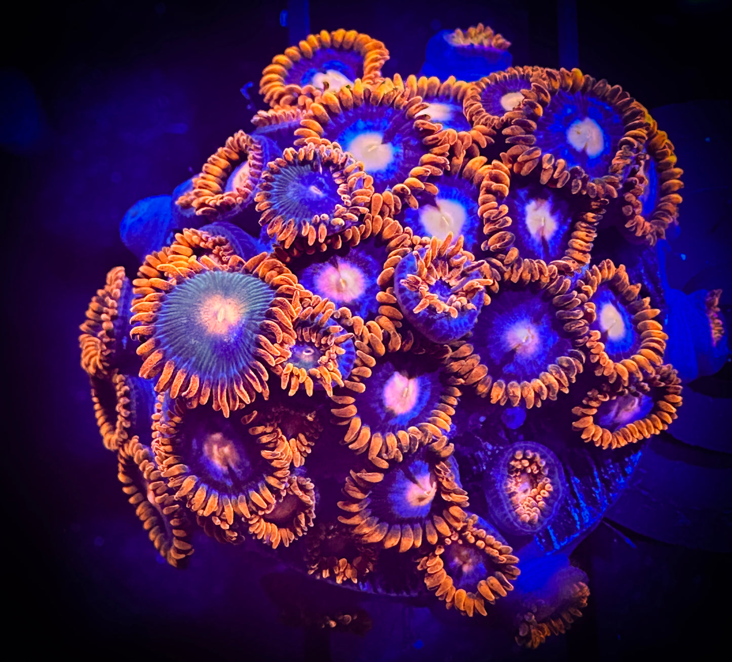 WYSIWYG CB Rockstars and Pinkeyes Zoanthids Combo 03A4
