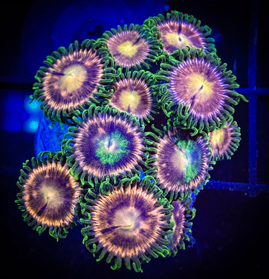 WYSIWYG Laser Lemons Zoanthids Frag 03A4