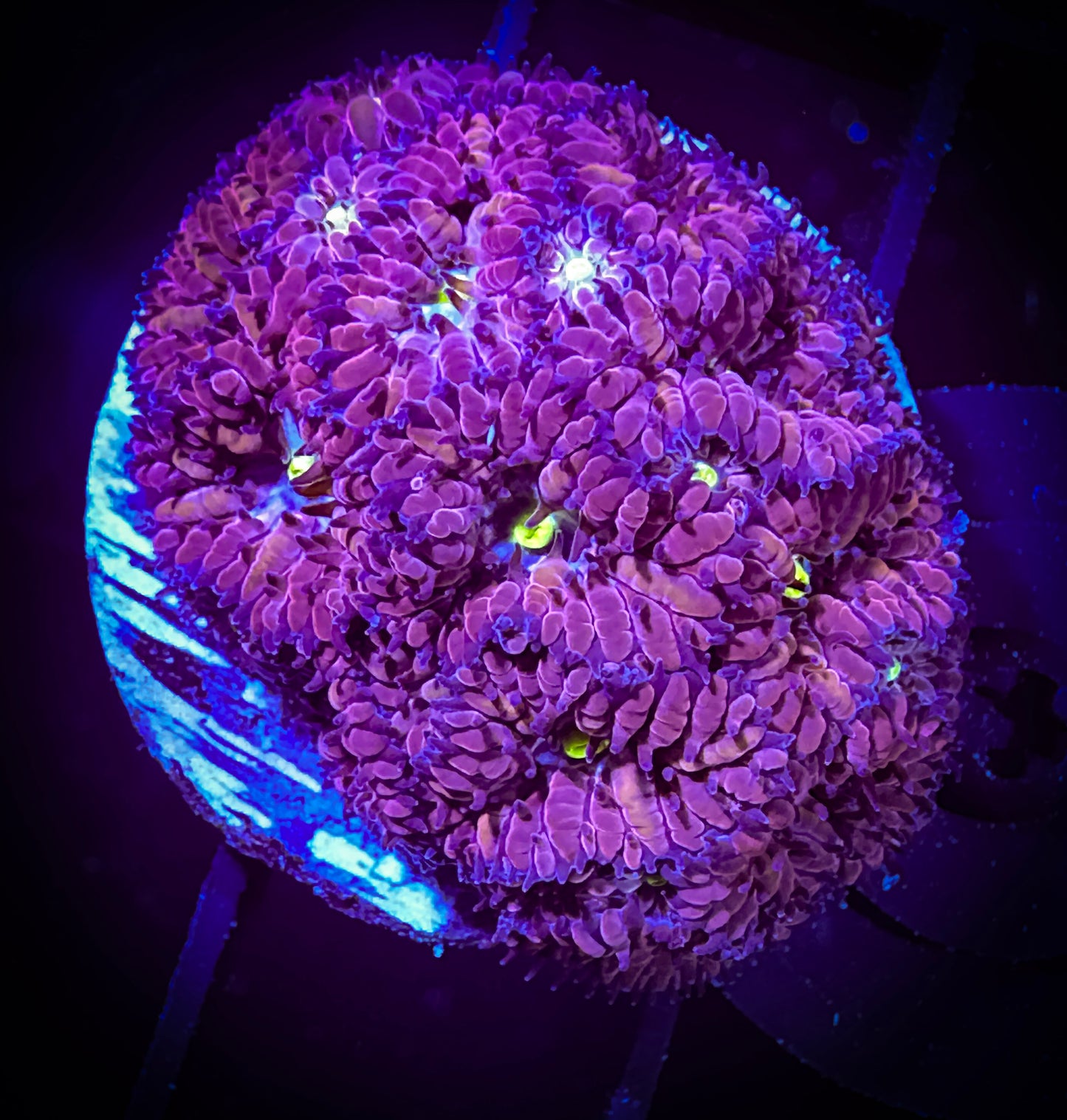 WYSIWYG Blueberry Blastomussa Merleti Frag 03A4