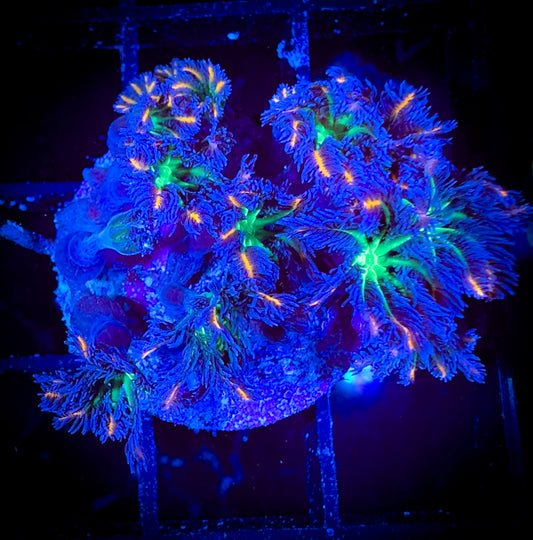 WYSIWYG Fireworks Clove Polyps Large Frag 03B1