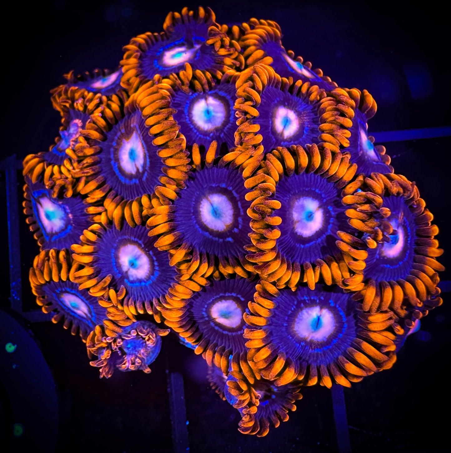 WYSIWYG ECC Snitches Zoanthids Colony 03B1