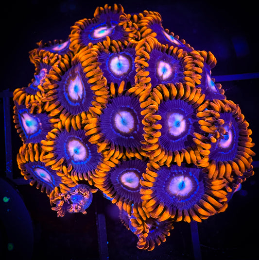 WYSIWYG ECC Snitches Zoanthids Colony 03B1