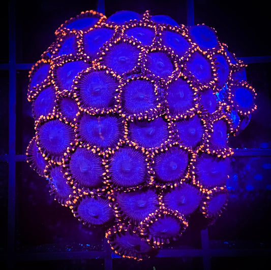 WYSIWYG Spiderman Zoanthids Colony 03B2