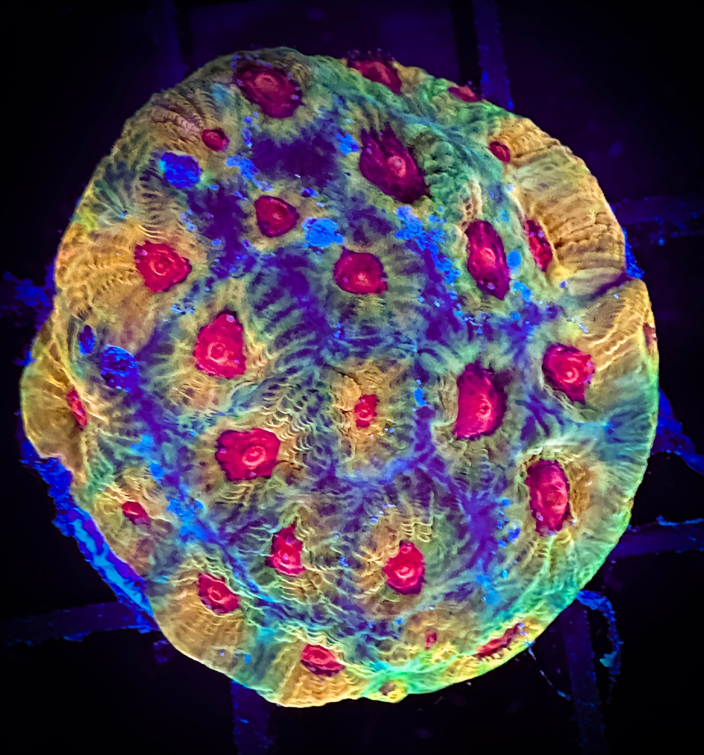 WYSIWYG Facination Favia 03B2