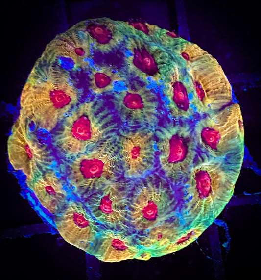 WYSIWYG Facination Favia 03B2