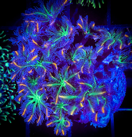 WYSIWYG Fireworks Clove Polyps Large Frag 03B3