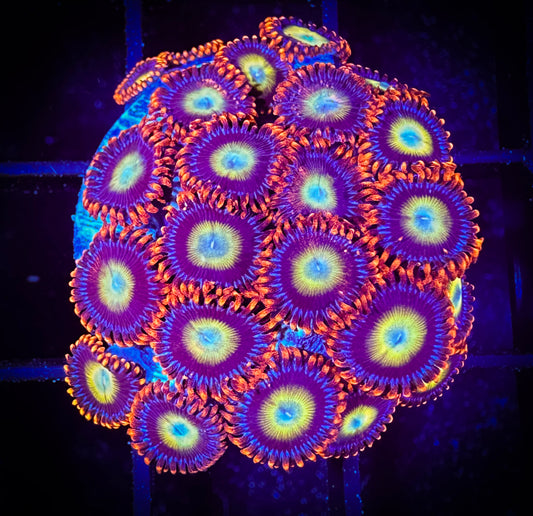 WYSIWYG Circus Zoanthids Mini Colony 03B3