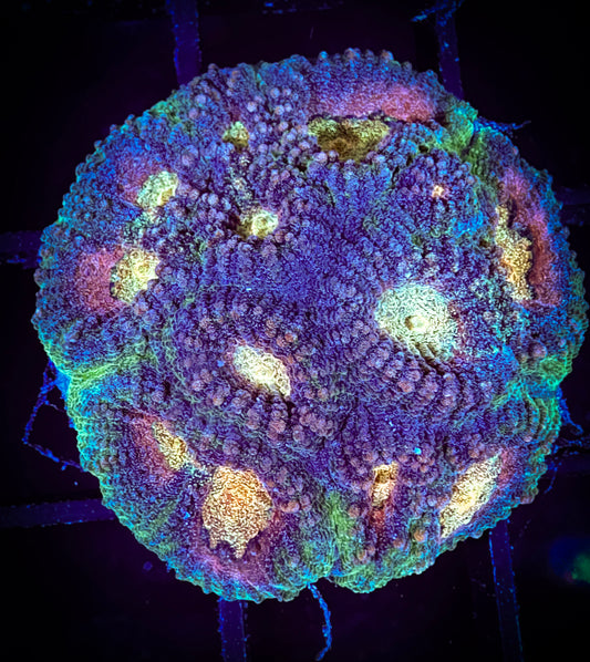 WYSIWYG Northern Lights Favia 03B3