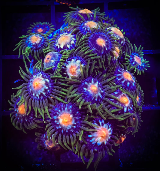 WYSIWYG JF Stargazer AKA Pinwheels Zoanthids Colony 03B3