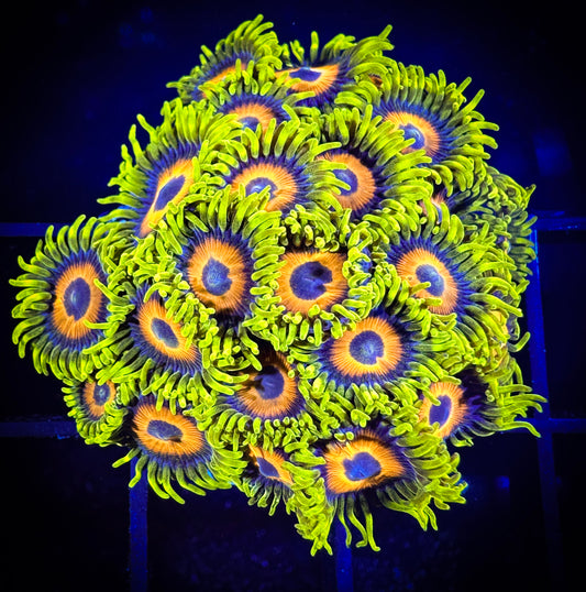 WYSIWYG Super Sunflower AKA Lazy's Lashes Zoanthids Colony 03C1