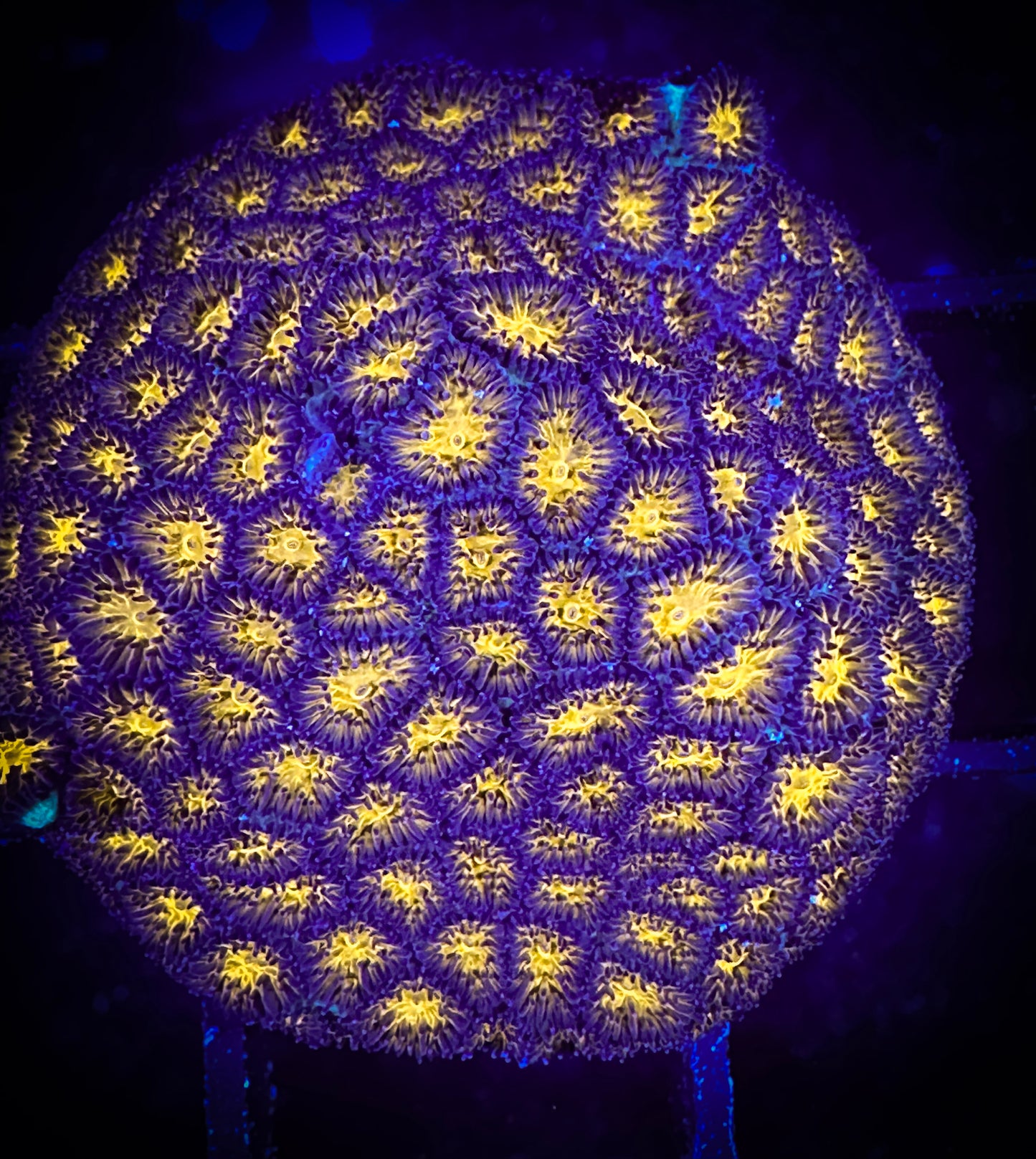 WYSIWYG JF Spitfire Leptastrea 03C1