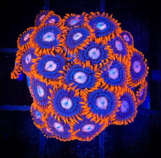 WYSIWYG New Fire and Ice Zoanthids Mini Colony 03C2