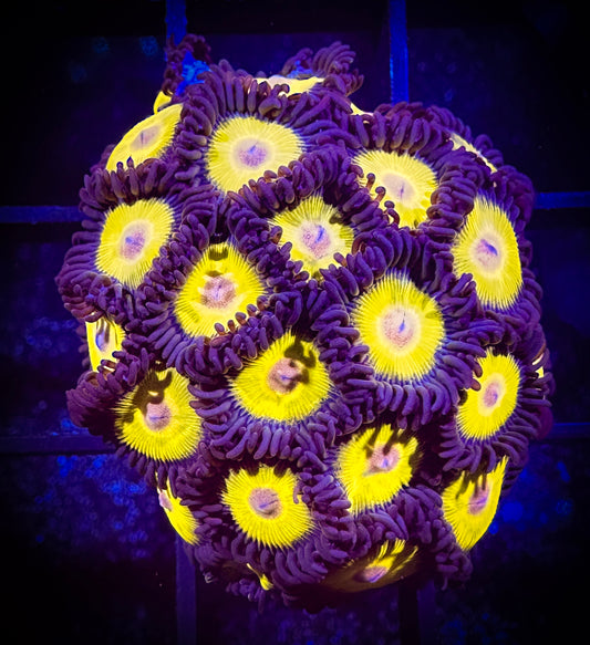 WYSIWYG Yellow Belly Zoanthids Large Frag 03C2