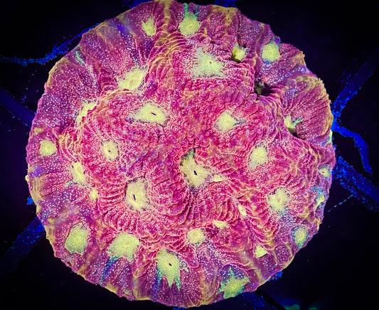 WYSIWYG Fiery Phoenix Favities 03C3