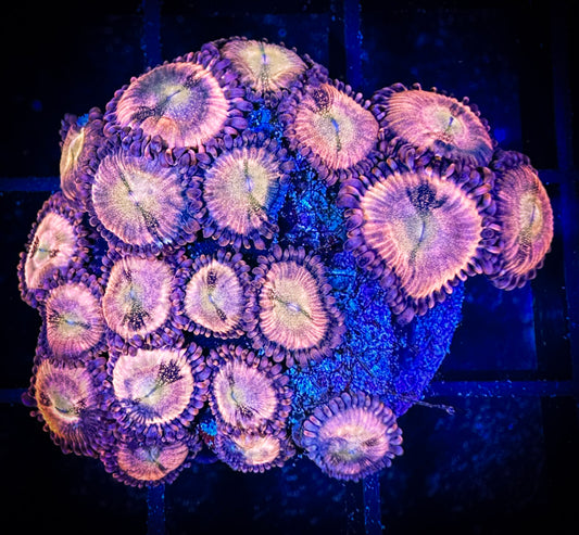 WYSIWYG WWC Halle Berry Zoanthids Large Frag 03C3
