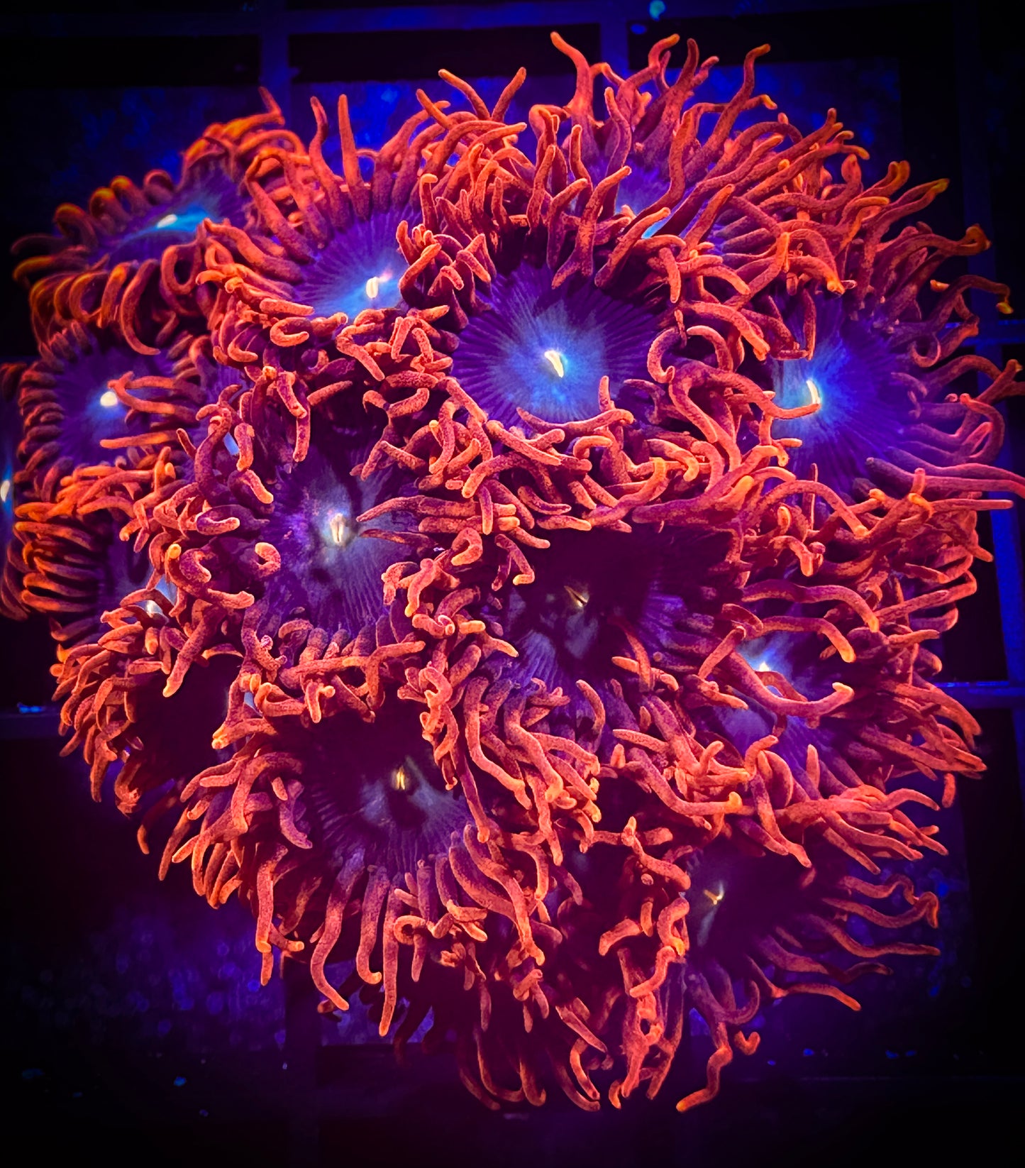 WYSIWYG CB Punk Rockers Zoanthids Colony 03C3