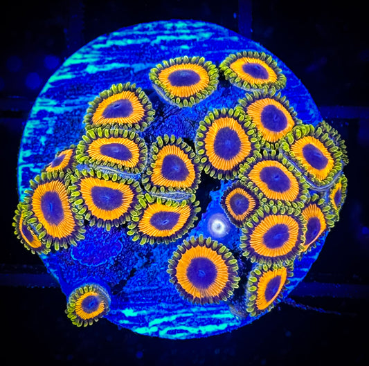 WYSIWYG JF Jungle Juice Zoanthids 03C4