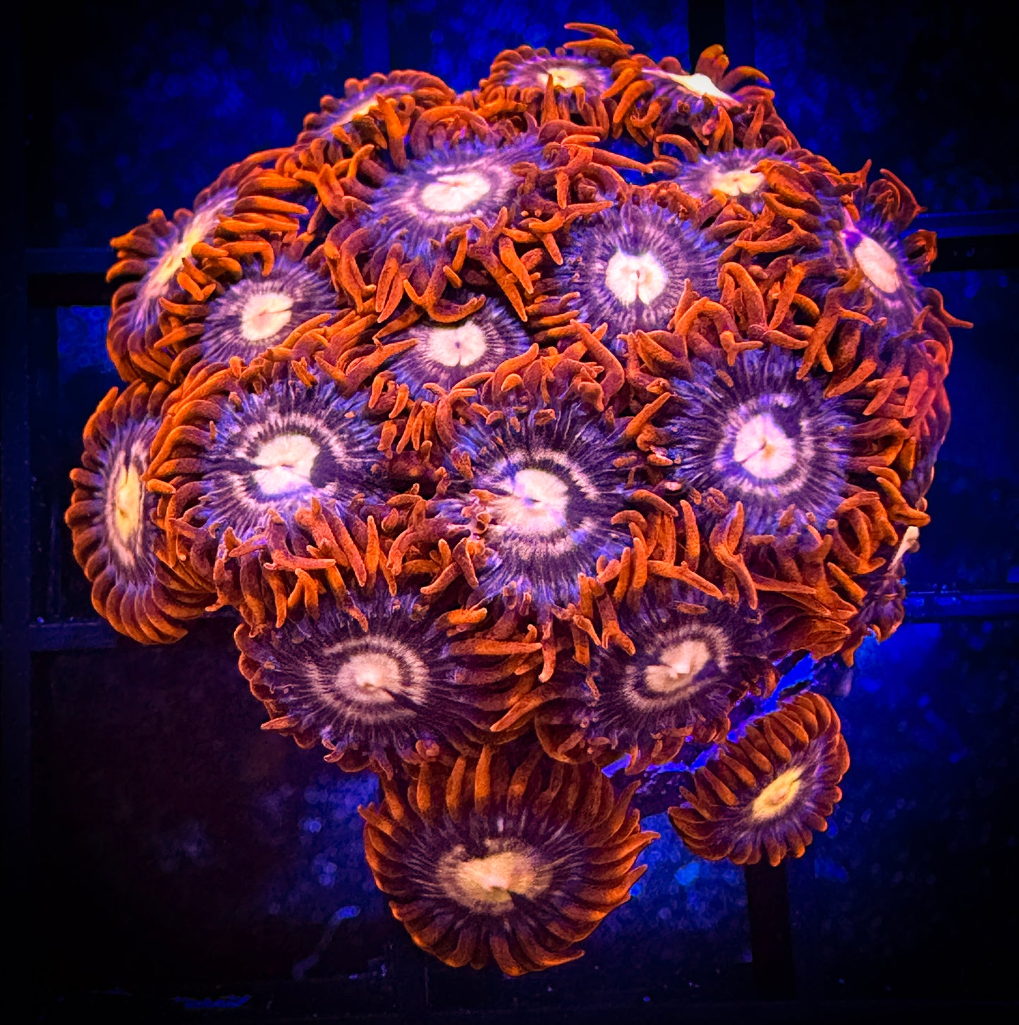 WYSIWYG Treehouse of Horror Zoanthids Large Frag 03C4