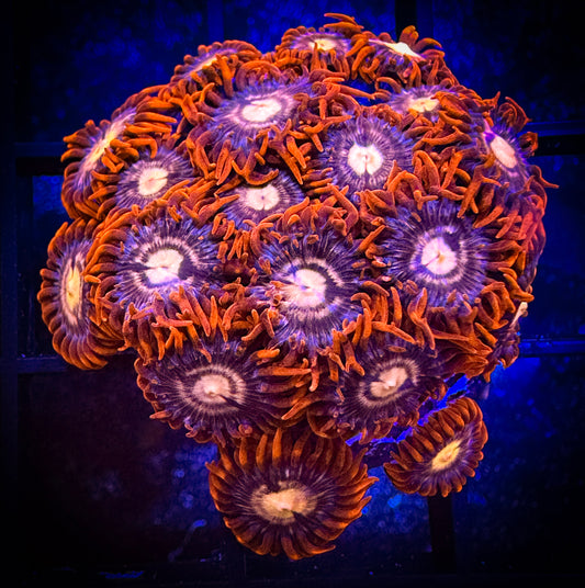 WYSIWYG Treehouse of Horror Zoanthids Large Frag 03C4