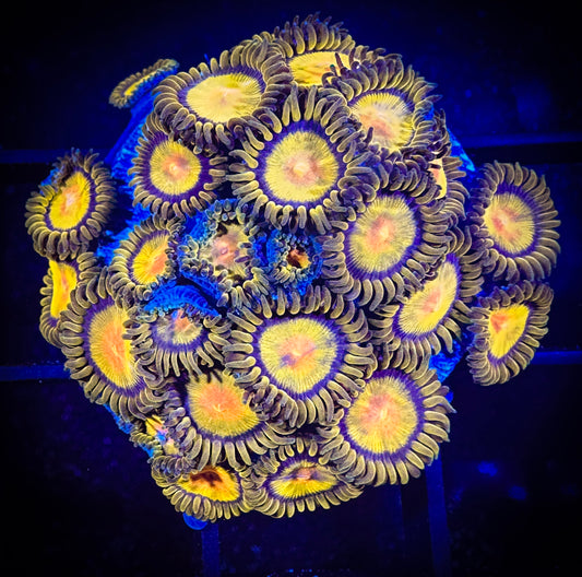 WYSIWYG CC Tutti Fruity Zoanthids Large Frag 03D1